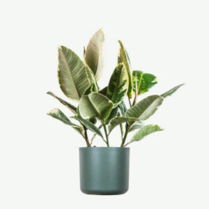 plants ecommerce product featured img 7